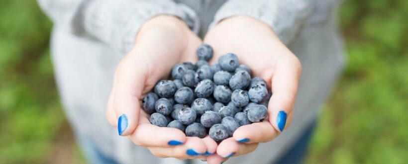 blueberries in cupped hands